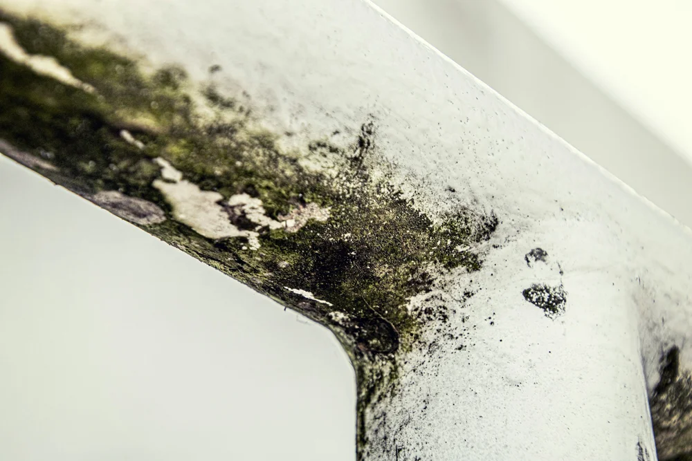 Close-up of mold growth on building materials Close-up of mold growth on building materials