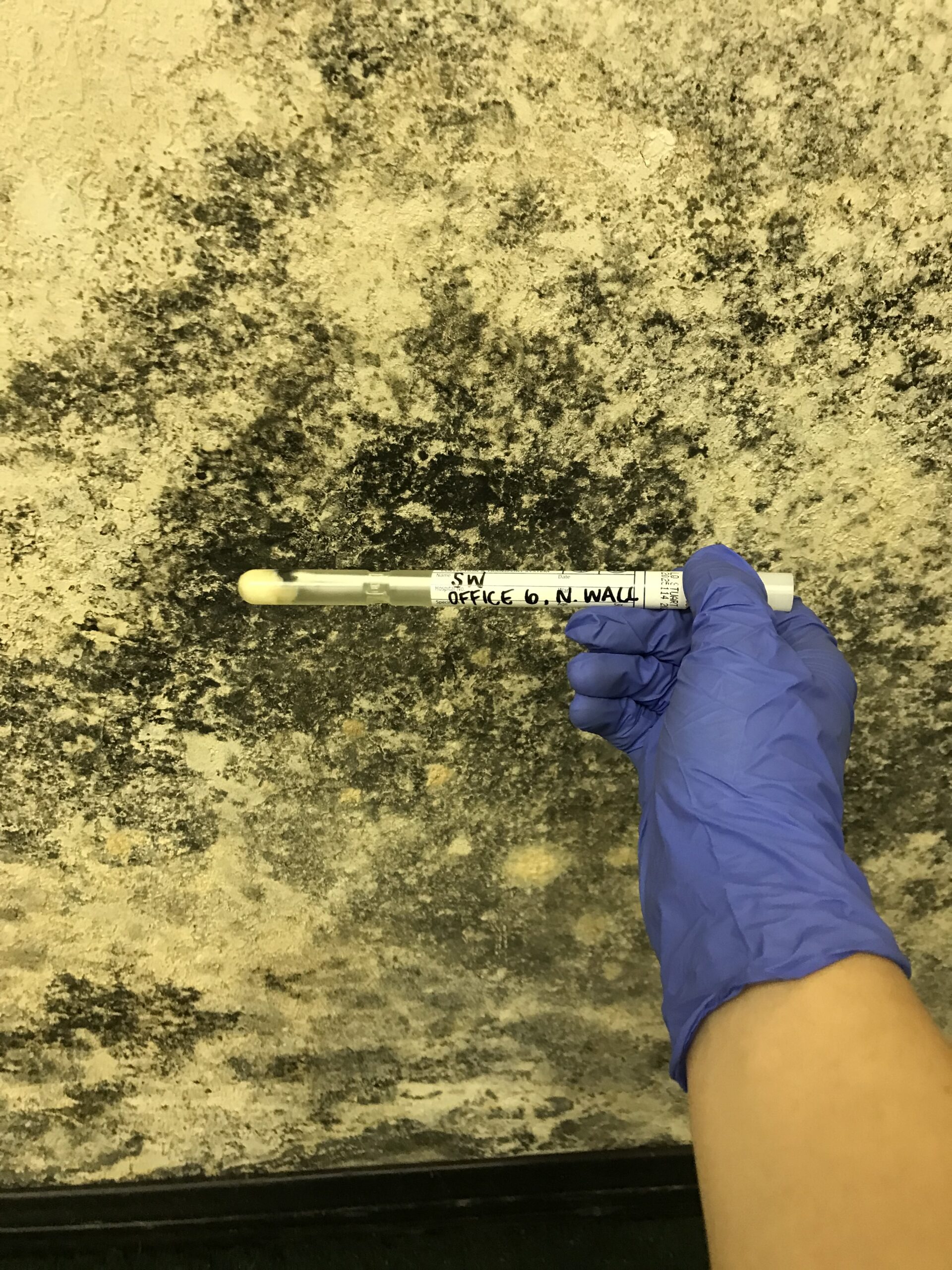 Screenshot 2026-08-21 at 5.56.59 AM Mold inspection in an attic space